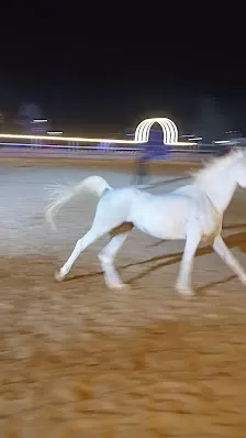 اسطبلات وكافيه رينجرز للفروسية