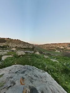 زبود غابات حسبان