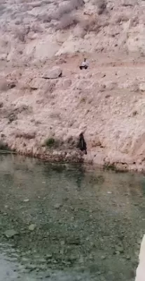 زبود غابات حسبان