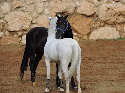 Forest Hill Equestrian Center Amman