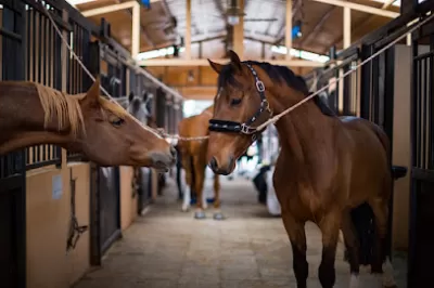 AlAryan Equestrian Centre
