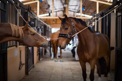 AlAryan Equestrian Centre