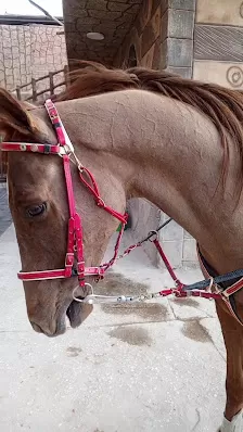 Mountain Horse Stables