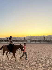 Mountain Horse Stables