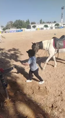 نادي الجواد العربي