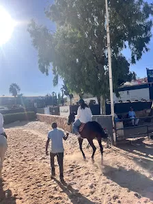 نادي الجواد العربي