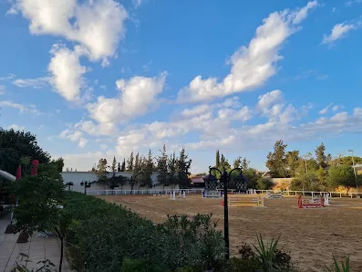 Saifi Stables