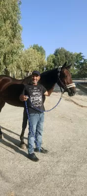 Saifi Stables