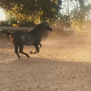 نادي الفارس العربي