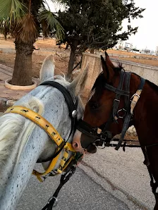 نادي الفارس العربي