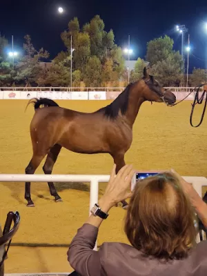 Royal Jordanian Equestrian Federation