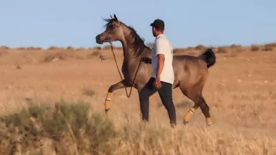 نادي ومربط الفجر للفروسية