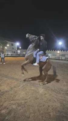 نادي الجواد الذهبي للفروسية