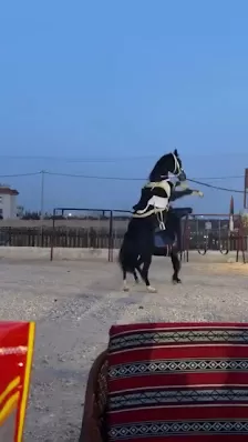 اسطبلات وكافيه ليالي القمر للفروسيه