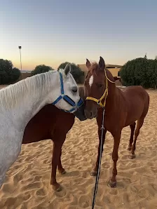 HorseJo