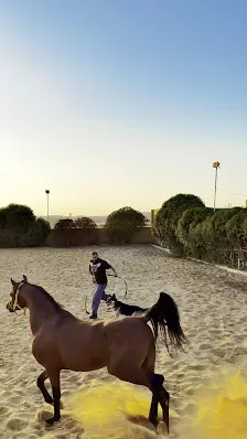 HorseJo