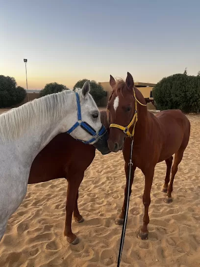 HorseJo