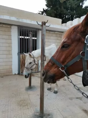 The Equestrian Academy
