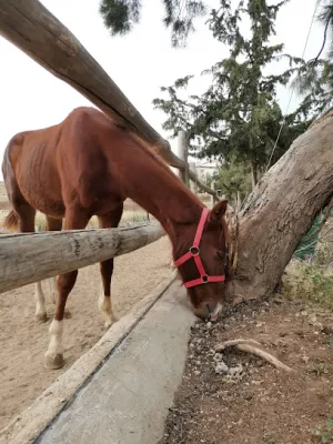 The Equestrian Academy