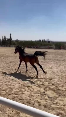 Noor Stables