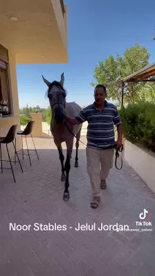 Noor Stables
