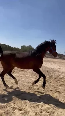 Noor Stables