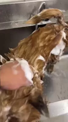 Vet Master Pet Clinic