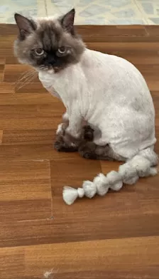 Vet Master Pet Clinic