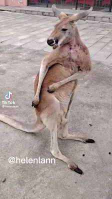 نادي اسد القلعه