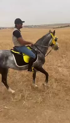 اسطبلات الجليلة