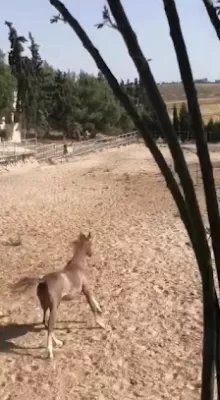 فخر الأردن للفروسية