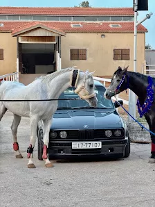 اسطبلات الريم للفروسية