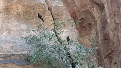 البترا