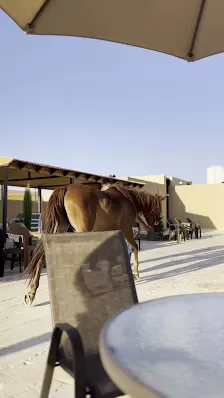 اسطبلات الشيخة منيفه