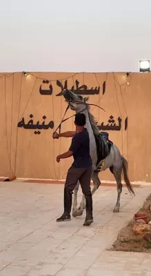 اسطبلات الشيخة منيفه