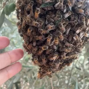 عسل الداعور / المهندس وجيه الداعور