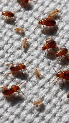 درع الامان لمكافحة الحشرات والقوارض Safety Shield For Pest Control